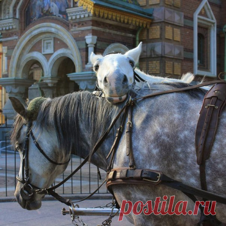 Привет, сей час в Петербурге 16:10, нежная парочка возле храма Спаса-на-Крови