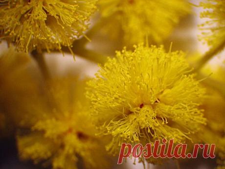 акация — Рамблер-Поиск