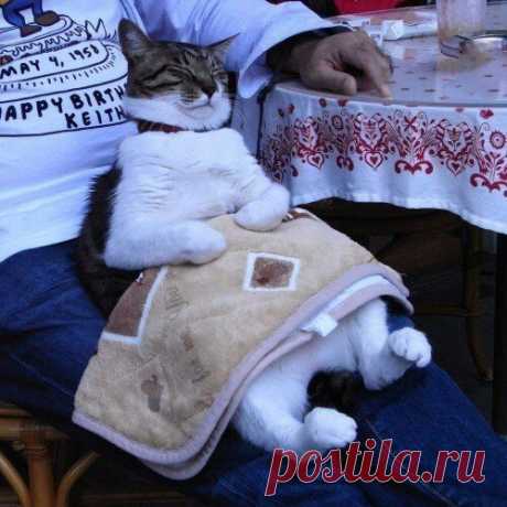 Барин отдыхает после тяжёлого ужина