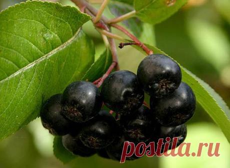 Заготавливаем черноплодную рябину