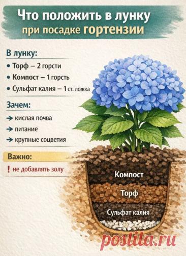 Что положить в лунку при посадке гортензии