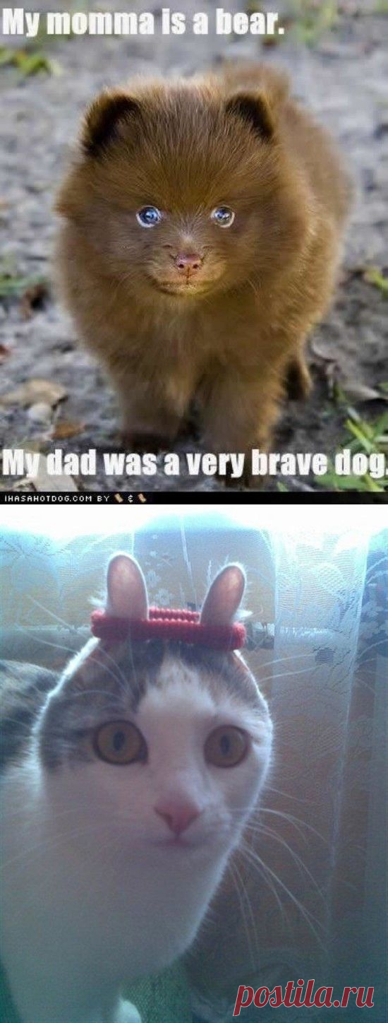 Top 35 Most Funny Humor Quotes and Jokes | Shining world