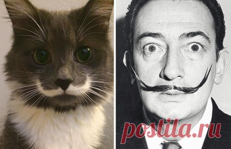 15 котов, похожих на кого угодно, только не на самих себя – Фитнес для мозга