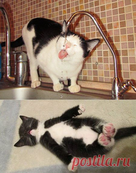 Коты и другие прикольные животные.
