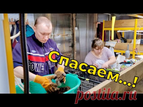 Тепличная работа