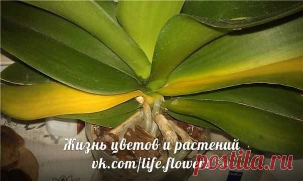 Почему у орхидеи желтеют и опадают листья?