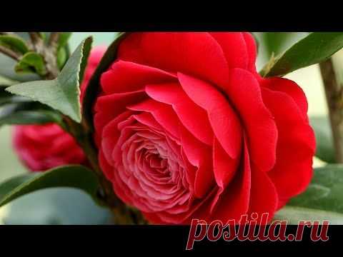 Отличная музыка для души! Расслабляющая, мелодичная музыка! Сборник лучших песен Сергея Грищука!