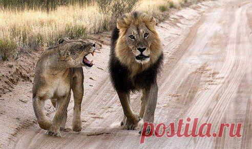 Настоящие мужчины никогда не обижаются на женщин. Они просто ждут, когда они успокоятся и продолжают любить их дальше.