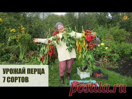 Самый большой урожай перца! 6 лучших сортов перца для теплицы