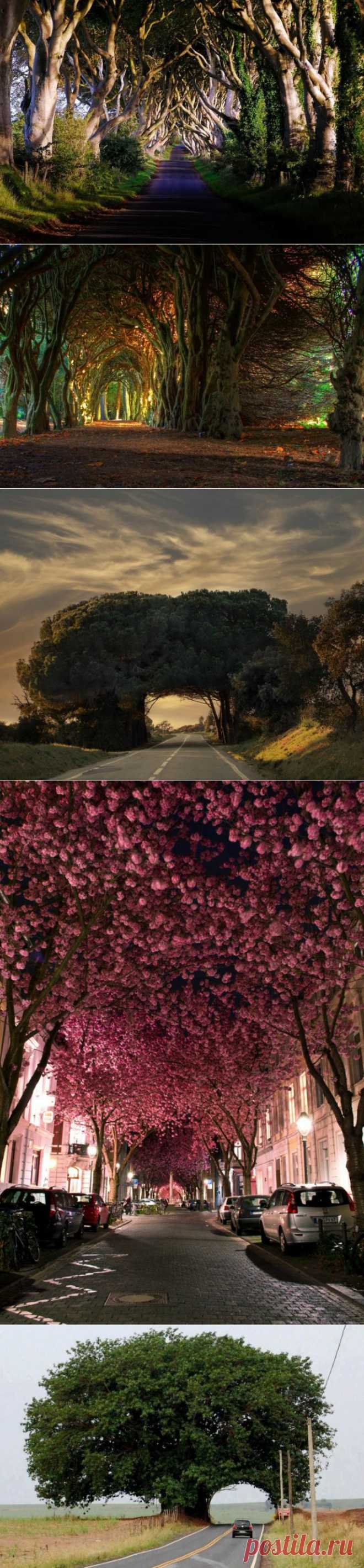 amazing trees | Dusky's Wonders