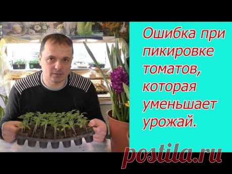Не пикируйте томаты, пока не посмотрите это видео.