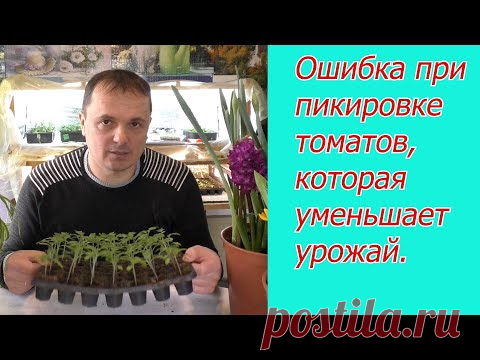 Не пикируйте томаты, пока не посмотрите это видео.