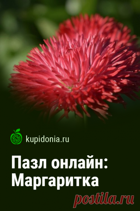 Пазл онлайн: Маргаритка. Красивый пазл онлайн с яркими цветами. Собирай пазлы на сайте!