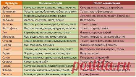 совместные посадки овощей на грядке примеры: 13 тыс изображений найдено в Яндекс.Картинках