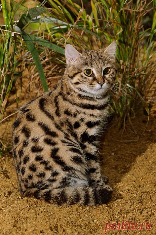 Черноногая кошка (Felis nigripes) | Терри Уиттакер Фотография