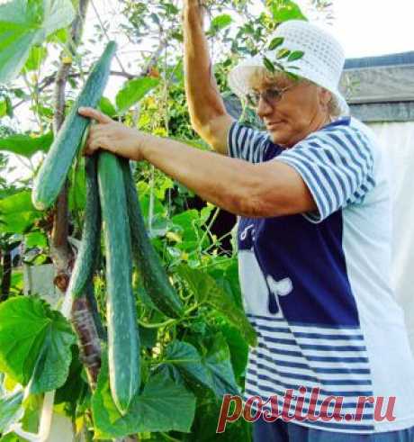 strong&gt;Огурец Китайский, хлебная подкормка для огурцов