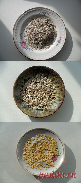 Болезни растений передающиеся через семена