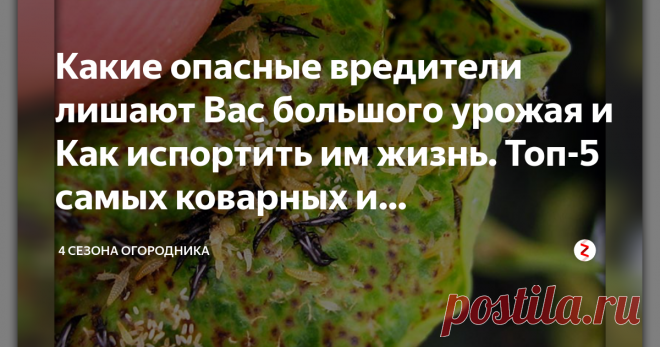 Какие опасные вредители лишают Вас большого урожая и Как испортить им жизнь. Топ-5 самых коварных и прожорливых Есть вредители, с которыми война разгорается практически каждый сезон. Прожорливые, устойчивые к неблагоприятной погоде и быстро размножающие насекомые – их встречал каждый дачник.
Колорадский жук – легендарный вредитель
Давно замечено: чем больше с ними бороться, тем крепче и выносливее они становятся. Жуки обладают высокой приспособляемостью к ядам. Помимо карт...