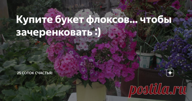 Купите букет флоксов... чтобы зачеренковать :) Не знаю, как в вашем регионе, а у нас в Саратове время цветения флоксов. И повсюду появляются в продаже яркие букетики. Но интересны мне не сами цветы, а возможность выращивать их. Как только я вижу новую для себя расцветку флокса, то покупаю букет.  В черенковании цветущих веток есть главное преимущество: вы точно знаете, как растение зацветет. Это лучше, чем купить магазинный корешок, упакованный в пакет с красивой фотографи...