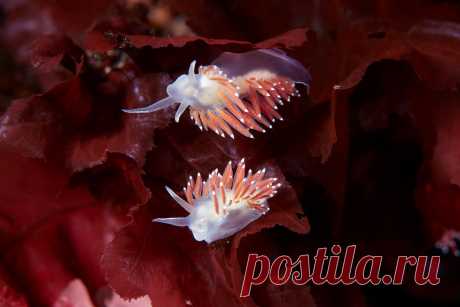 Голожаберные моллюски Флабеллины (Flabellina verrucosa) на талломах красных водорослей. Белое море, Россия