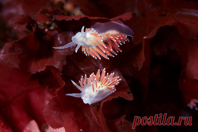 Голожаберные моллюски Флабеллины (Flabellina verrucosa) на талломах красных водорослей. Белое море, Россия