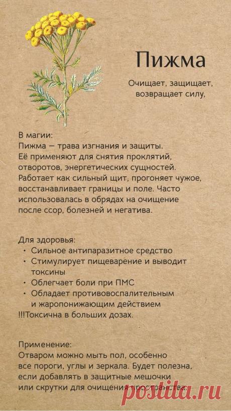 Пижма для здоровья и в магии