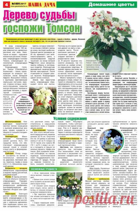 Клеродендрум госпожи Томсон