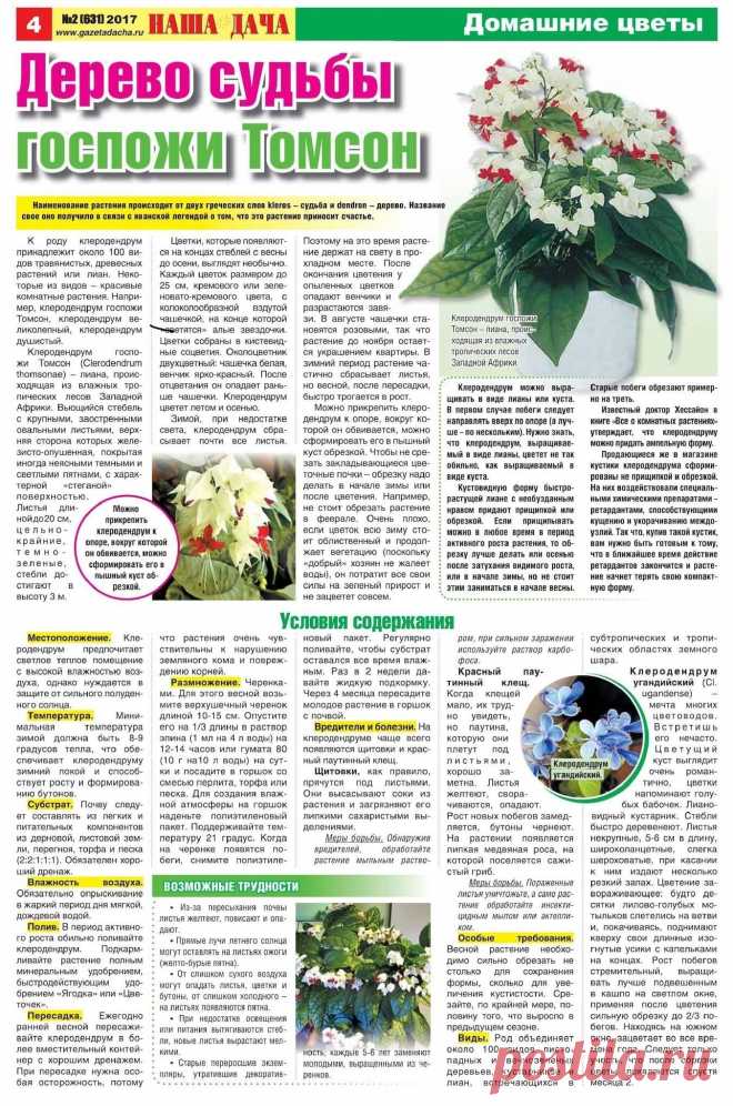 Клеродендрум госпожи Томсон