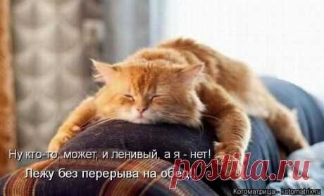 Лучшие котоматрицы прошедшей недели / Питомцы