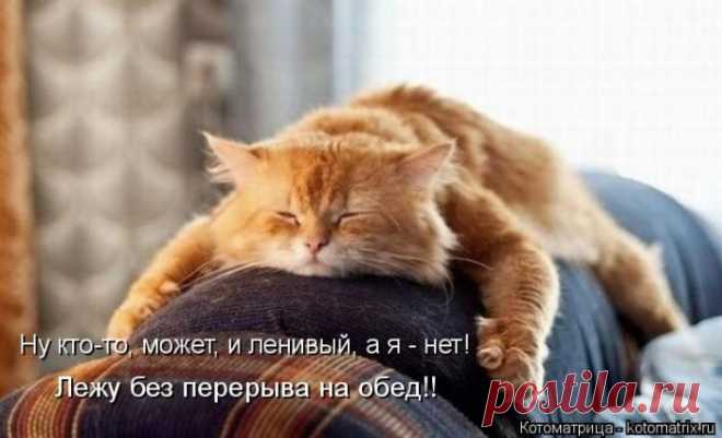 Лучшие котоматрицы прошедшей недели / Питомцы