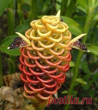 (3) Одноклассники