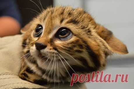 Adorabile piedi neri Kitten Cat, Philadelphia Zoo Foto | One Big Photo