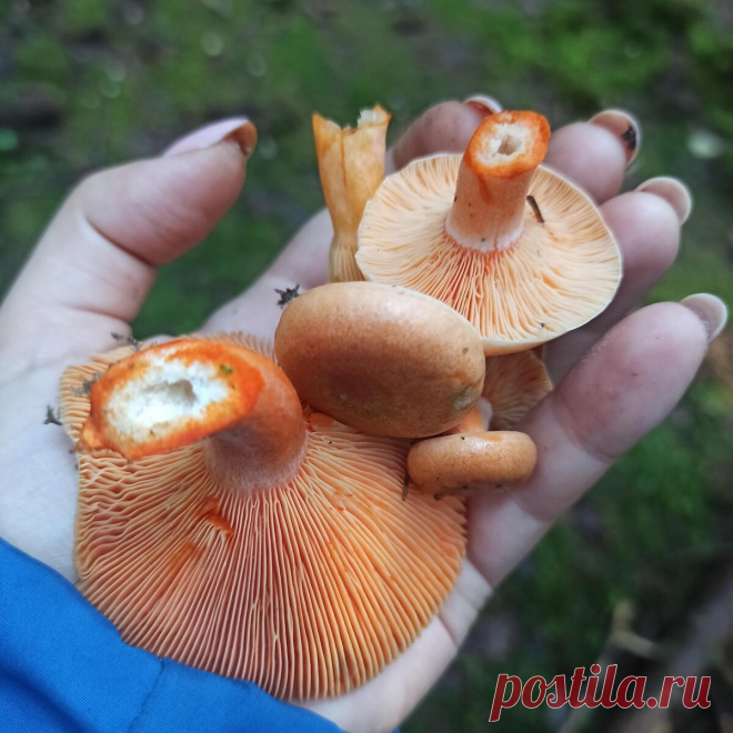 Вкуснейшие солёные рыжики. Самый лёгкий рецепт. Быстрая засолка. | Съедобное Несъедобное | Яндекс Дзен