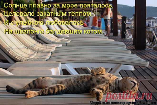 кот на отдыхе