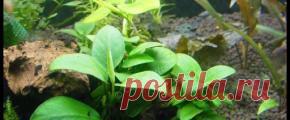 Растения аквариумные