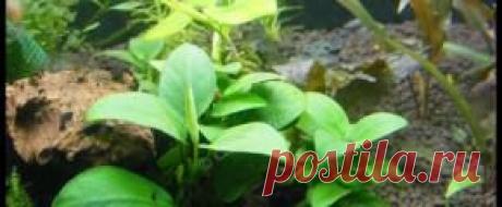 Растения аквариумные