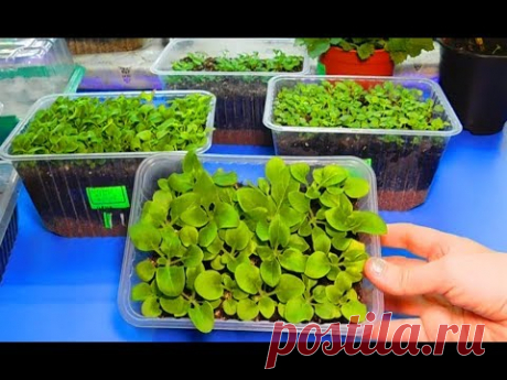 САМЫЙ УДАЧНЫЙ СПОСОБ ВЫРАЩИВАНИЯ ПЕТУНИИ ! Рассада посев полив вырастить из семян подкормка