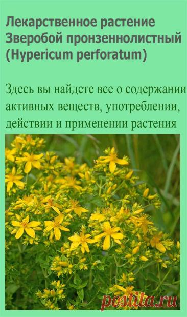 Лекарственное растение Зверобой пронзеннолистный (Hypericum perforatum). Многолетнее прямостоячее и разветвленное растение от 30 до 60 см и выше. Стебель сплошной, к верхушке железистый с двумя выпуклыми продольными гранями. Листья широко-яйцевидные или удлиненно-овальные до узколинейных, с просвечивающими точками.