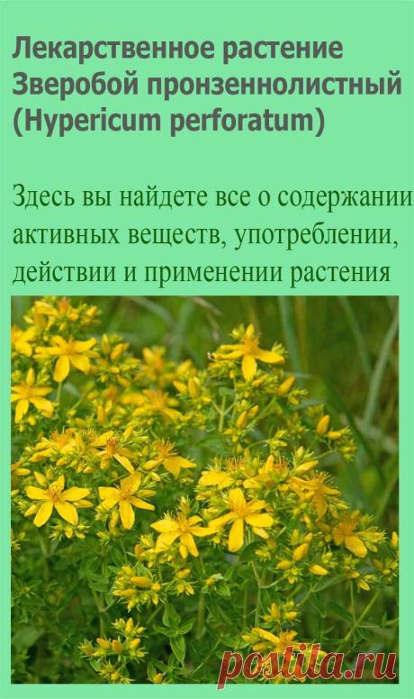 Лекарственное растение Зверобой пронзеннолистный (Hypericum perforatum). Многолетнее прямостоячее и разветвленное растение от 30 до 60 см и выше. Стебель сплошной, к верхушке железистый с двумя выпуклыми продольными гранями. Листья широко-яйцевидные или удлиненно-овальные до узколинейных, с просвечивающими точками.