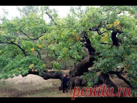 Невероятно огромный дуб в лесу! (Huge oak tree!)
