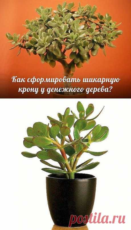 Как сформировать ШИКАРНУЮ крону у денежного дерева?.