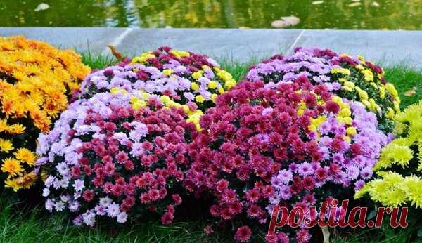 Как ухаживать за хризантемой весной, чтобы осенью стала цветущим шариком | Блоги о даче и огороде, рецептах, красоте и правильном питании, рыбалке, ремонте и интерьере