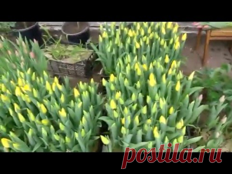 Вирощування тюльпанів від А до Я. Вигонка тюльпана під 8 березня - YouTube