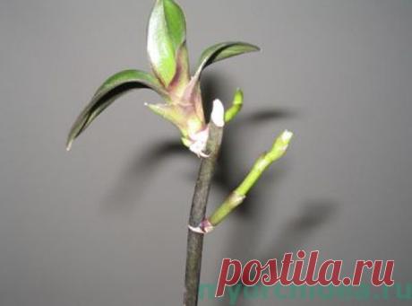 ВОТ как ПРАВИЛЬНО обрезать орхидею после цветения (видео) – В Курсе Жизни