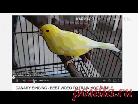 как надо учить кенара петь