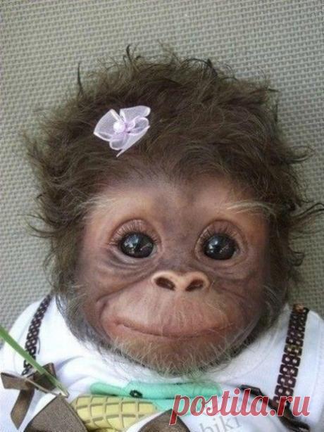 Baby monkey | в мире животных