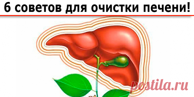 6 советов для очистки печени | Полезные советы