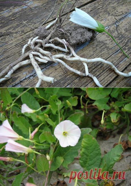 Незваный гость. Как справиться с сорняком полевым вьюнком?