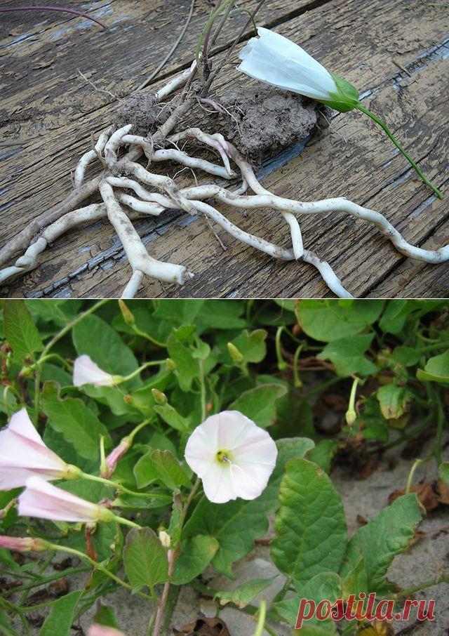 Незваный гость. Как справиться с сорняком полевым вьюнком?