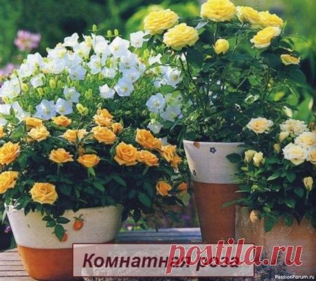 Комнатная роза. Секреты ухода Роза считается королевой цветов. НО эта королева очень прихотлива в уходе.Ведь не возможно не любить этот чудесный и ароматный цветок. Для выращивания в домашних условиях лучше всего подходят комнатные или миниатюрные розы. Этот цветок, как и другие декоративноцветущие обожает солнечный...